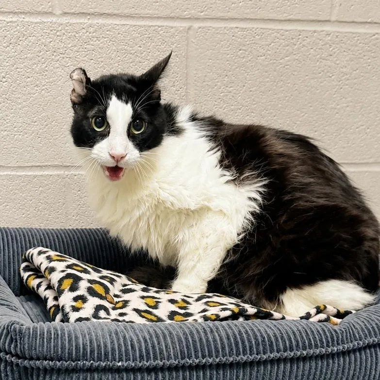 A senior large-sized male Black & White / Tuxedo Domestic Medium Hair cat named Tux for adoption in Friendswood, TX