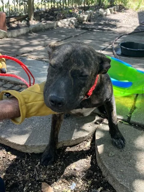A young large-sized female Mixed Breed dog named Lucy for adoption in Dallas, TX
