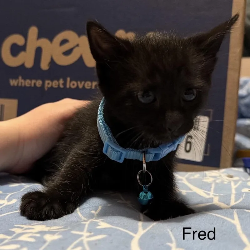 Fred