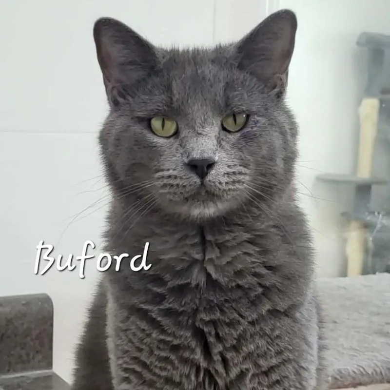 Buford