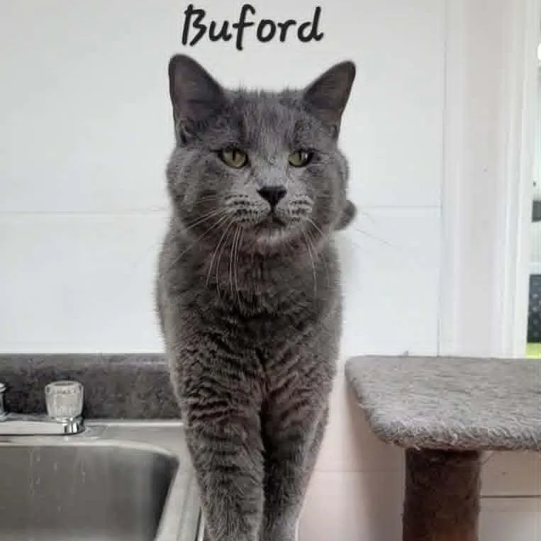 Buford thumbnail 2