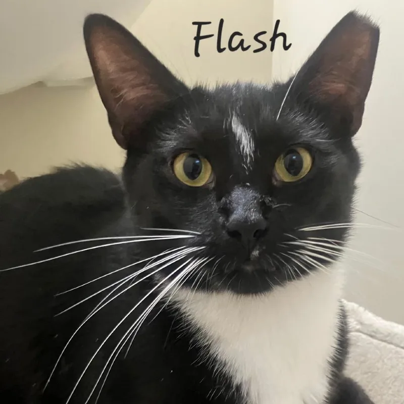 A young medium-sized female Black Domestic Short Hair cat named Flash for adoption in Waldorf, MD