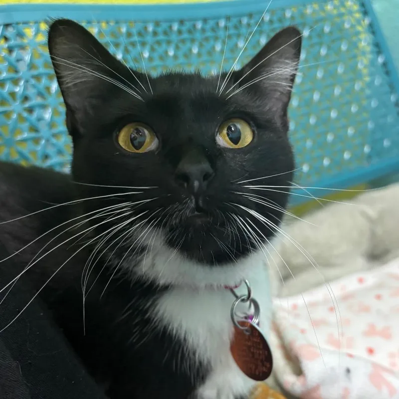 An adult medium-sized female Black Domestic Short Hair cat named Gertie for adoption in Springfield, MO