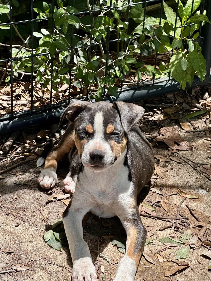 A baby small-sized female American Staffordshire Terrier dog named Hope for adoption in Parrish, FL