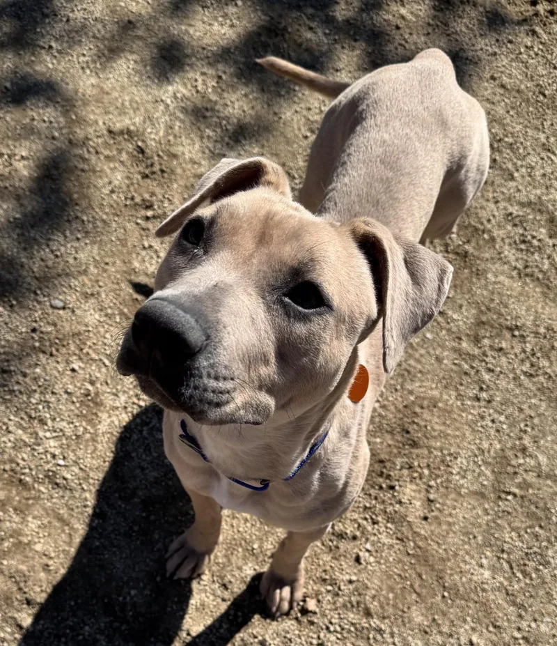 A young small-sized female Pit Bull Terrier dog named Nylah for adoption in Stagecoach, NV