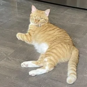 An adult medium-sized male Tabby (Orange / Red) Tabby cat named Tommy The Tiger for adoption in Minneapolis, MN