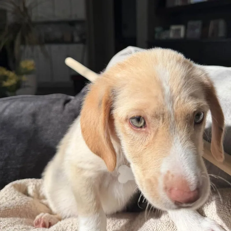 A baby medium-sized male Yellow / Tan / Blond / Fawn Hound dog named Popcorn for adoption in Joliet, IL
