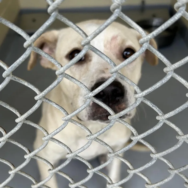 A young medium-sized female White / Cream Pit Bull Terrier dog named Sugar for adoption in Lufkin, TX