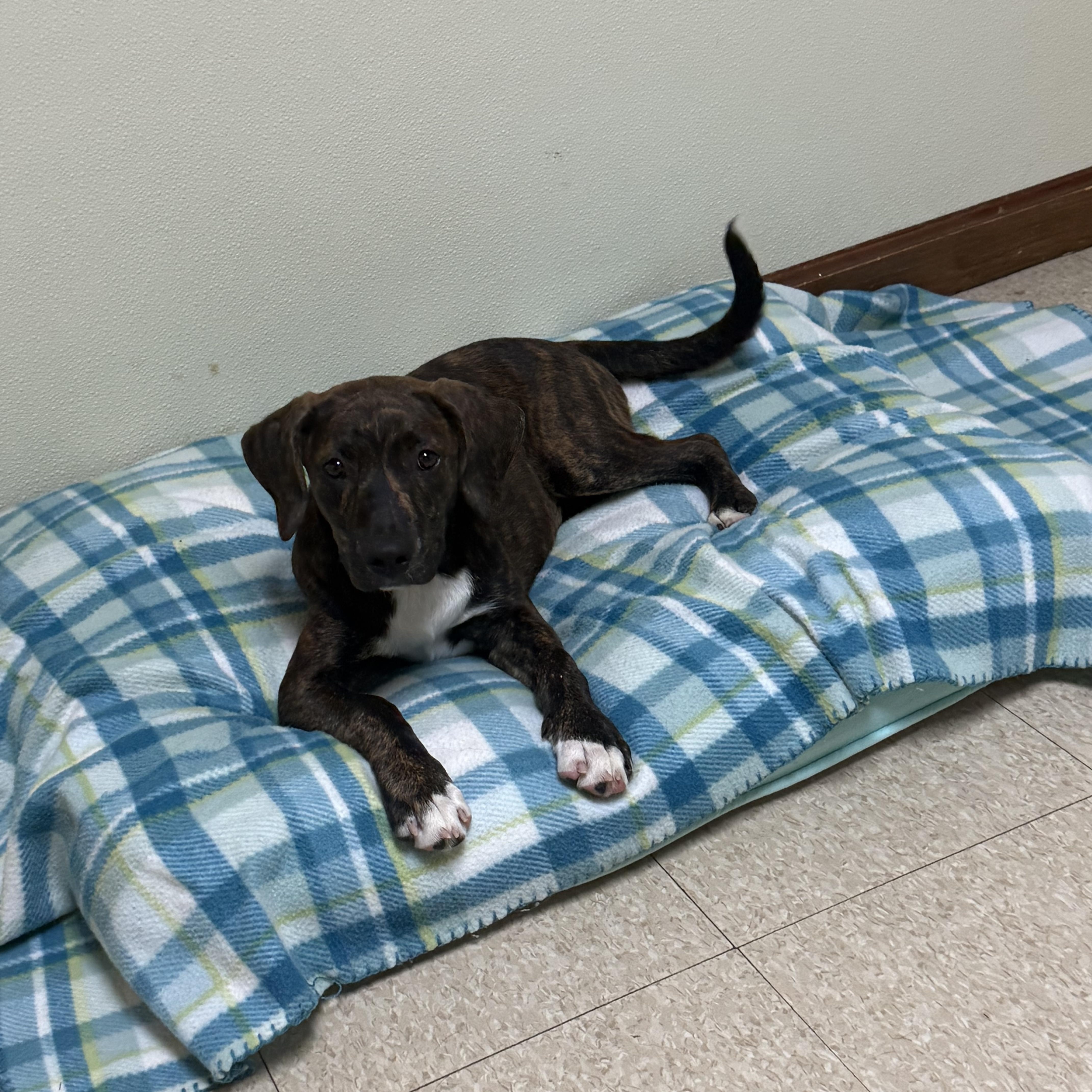 A baby medium-sized female Brindle Mixed Breed dog named Wilma for adoption in Douglas, MA