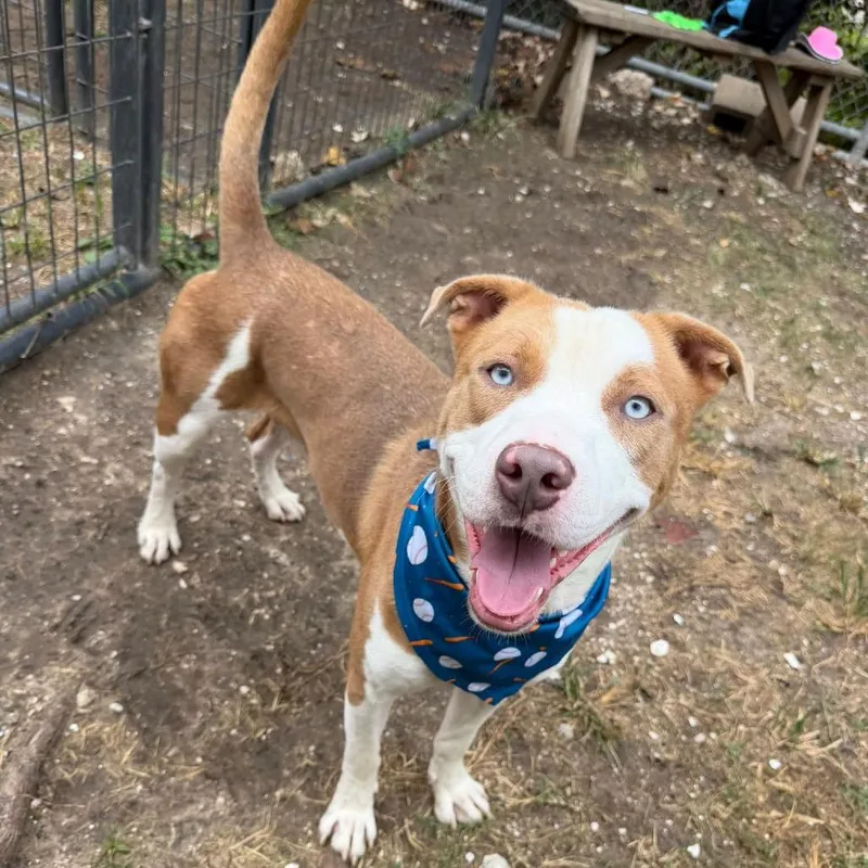 An adult medium-sized male American Staffordshire Terrier dog named Davey for adoption in Pittsburgh, PA
