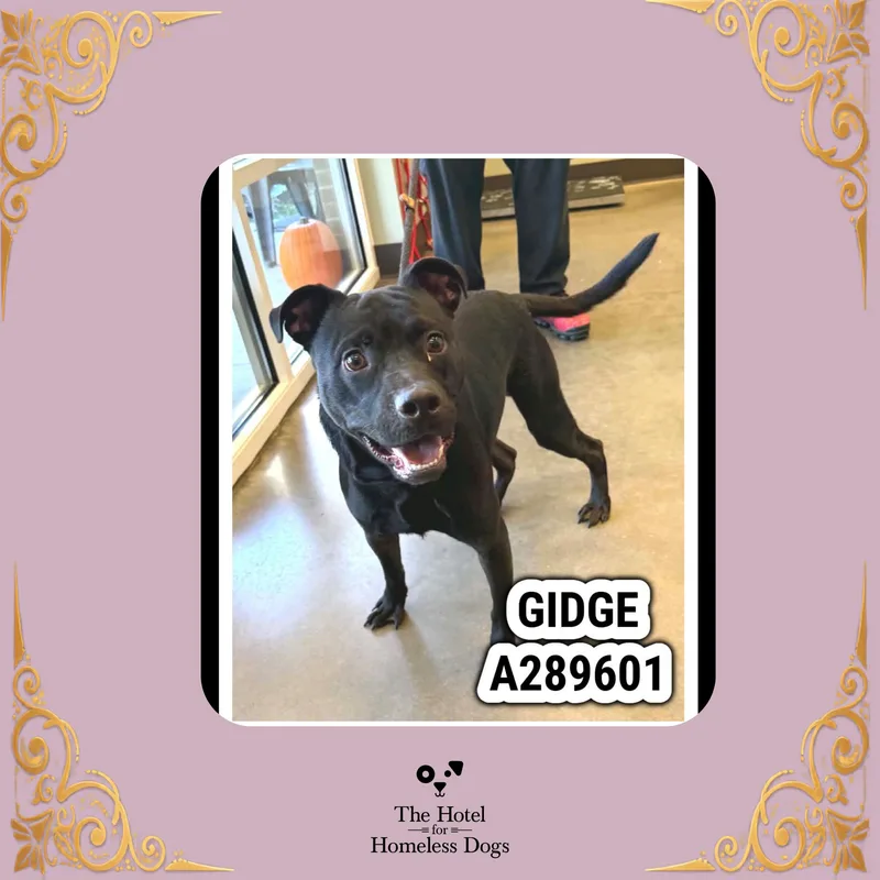 A young medium-sized female Black Staffordshire Bull Terrier dog named Inky for adoption in Cumberland, RI