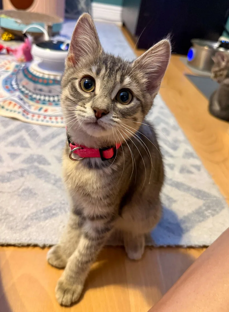 A baby medium-sized female Domestic Short Hair cat named Melanie for adoption in Lighthouse Point, FL