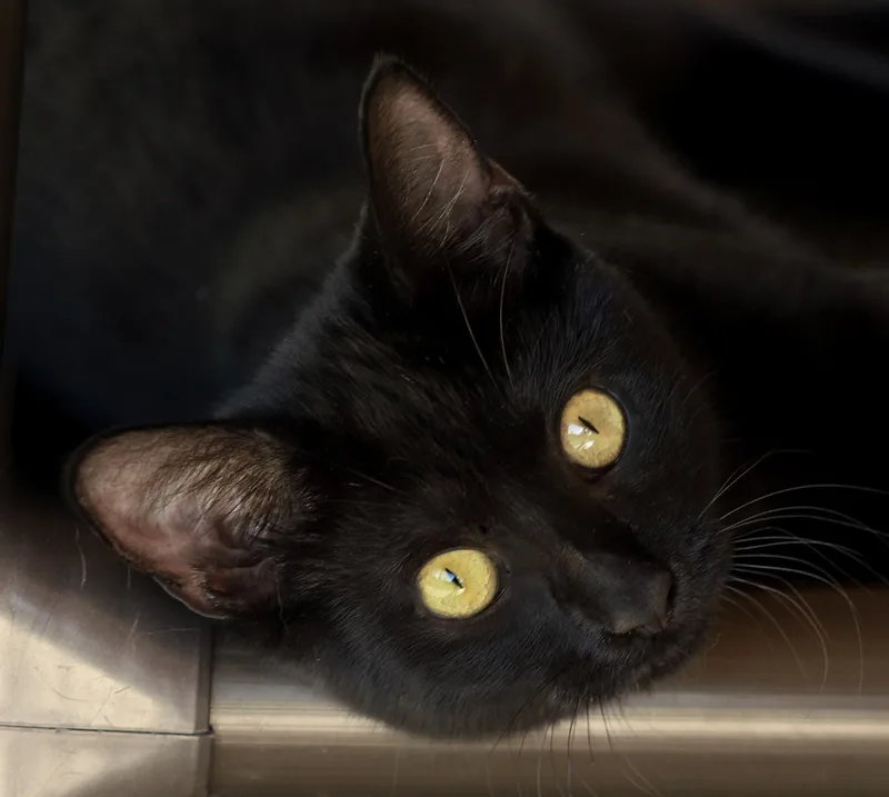 A baby medium-sized female Domestic Short Hair cat named Christie for adoption in North Fort Myers, FL