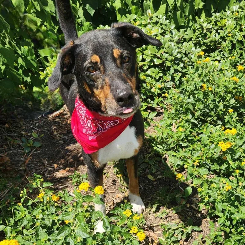 Fury Jum Aka Rocky thumbnail 2