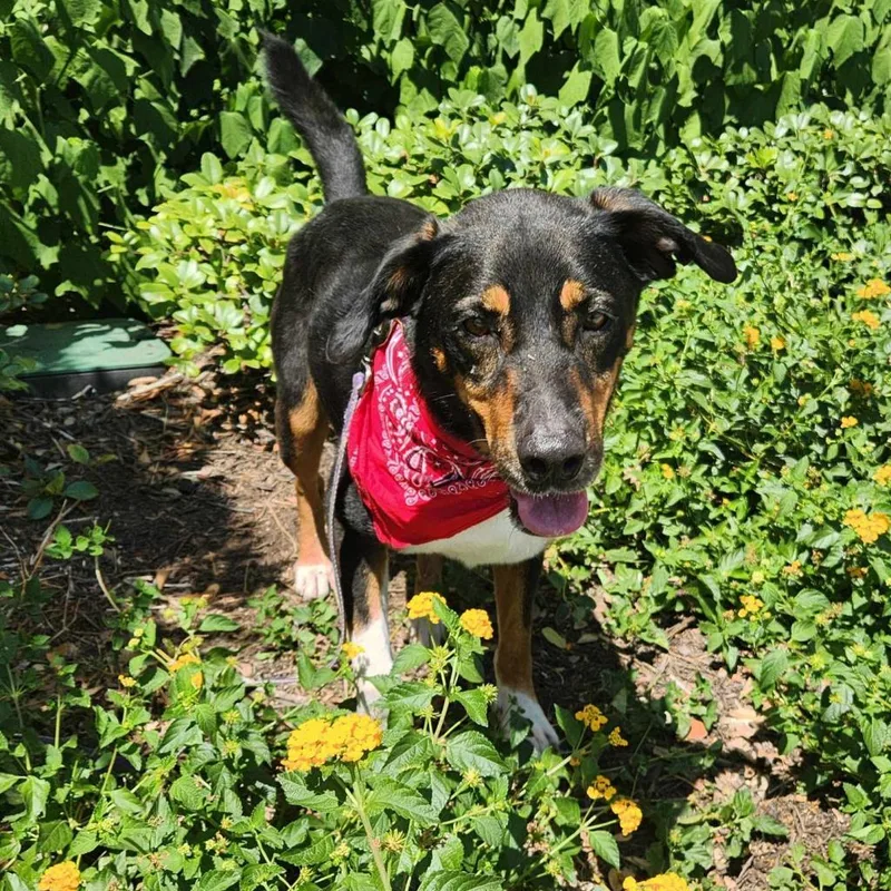 Fury Jum Aka Rocky thumbnail 3