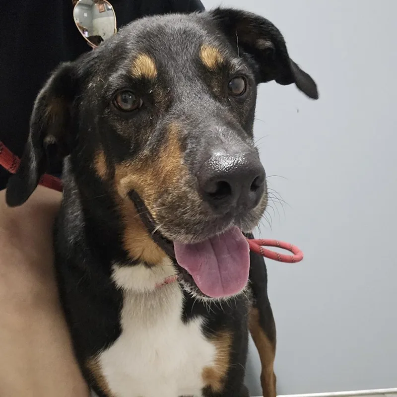 Fury Jum Aka Rocky thumbnail 4