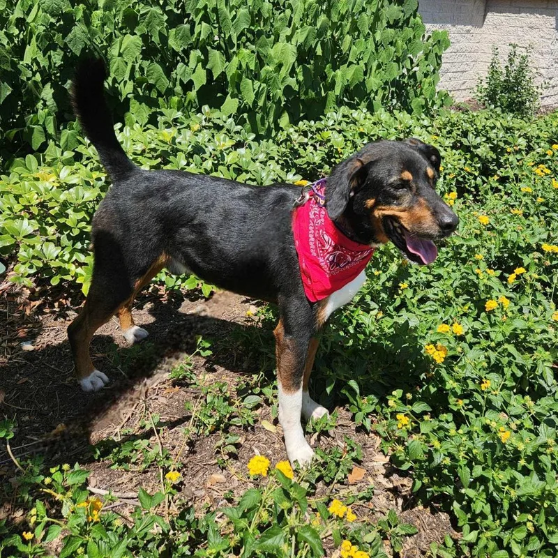 Fury Jum Aka Rocky thumbnail 5