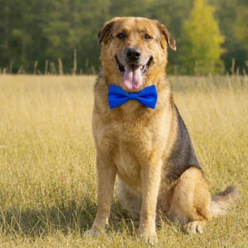 Peluche Gs thumbnail 4