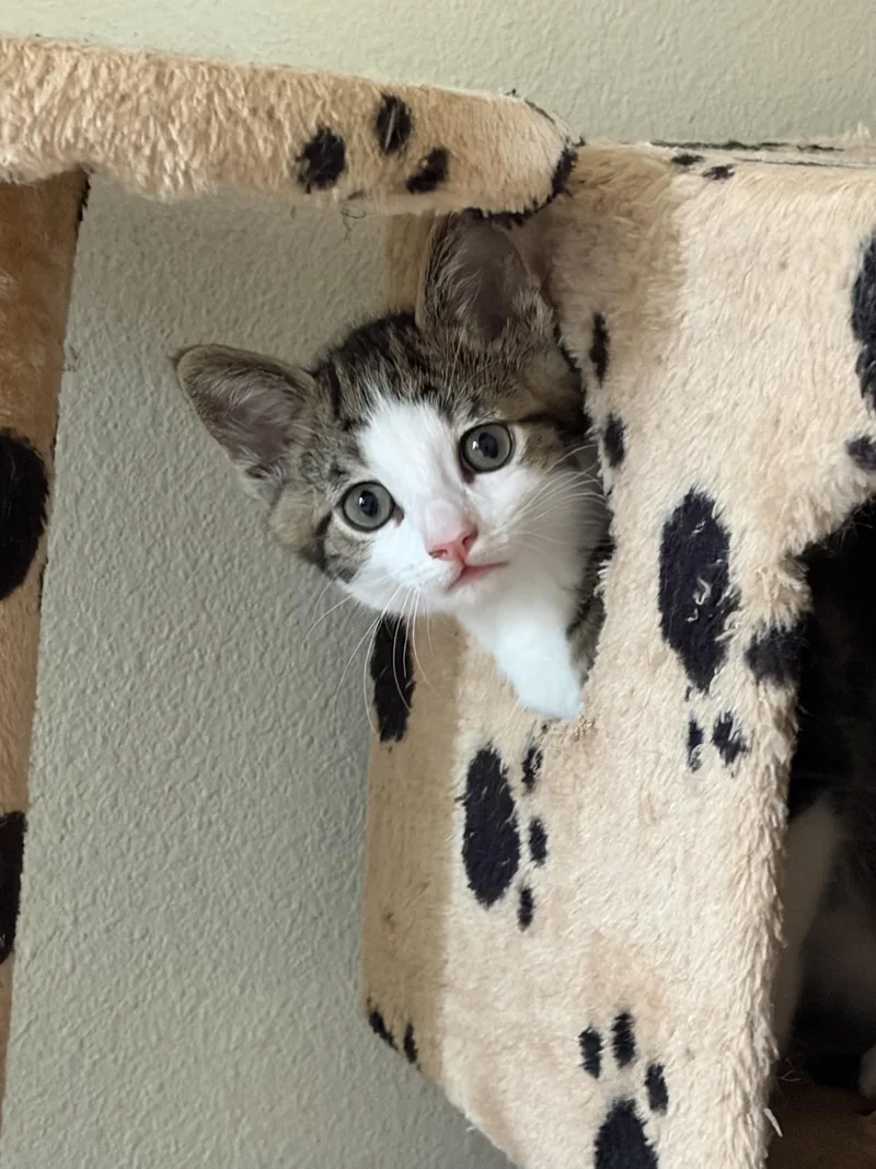 A young small-sized male Domestic Short Hair cat named Ned for adoption in Fullerton, CA