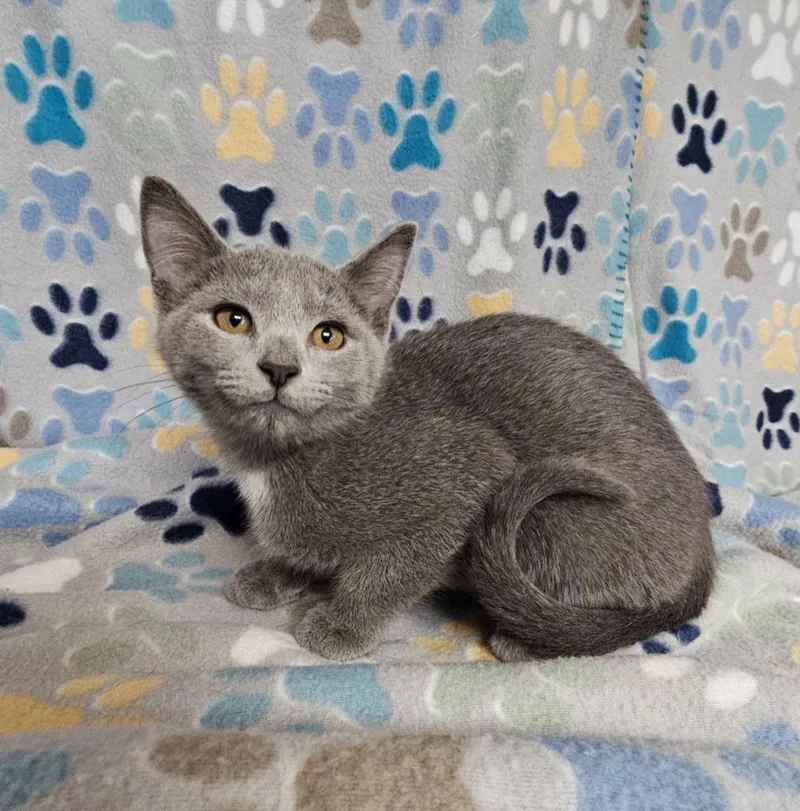 A baby medium-sized female Domestic Short Hair cat named Daisy for adoption in Wabash, IN