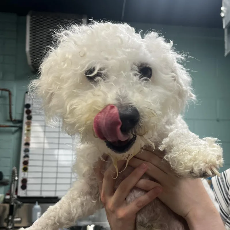 An adult small-sized male White / Cream Bichon Frise dog named Kobye for adoption in Philadelphia, PA