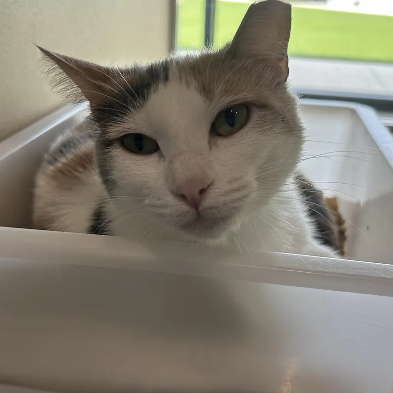 An adult medium-sized female Buff / Tan / Fawn Domestic Short Hair cat named Skylar for adoption in Leander, TX