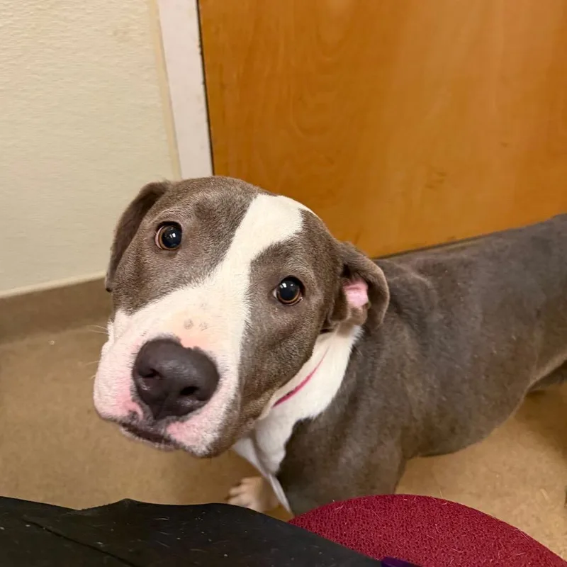 An adult medium-sized female Gray / Blue / Silver Mixed Breed dog named Macadamia Nut for adoption in Chattanooga, TN