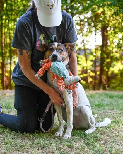 A young medium-sized male Mixed Breed dog named Gordon for adoption in Chamblee, GA