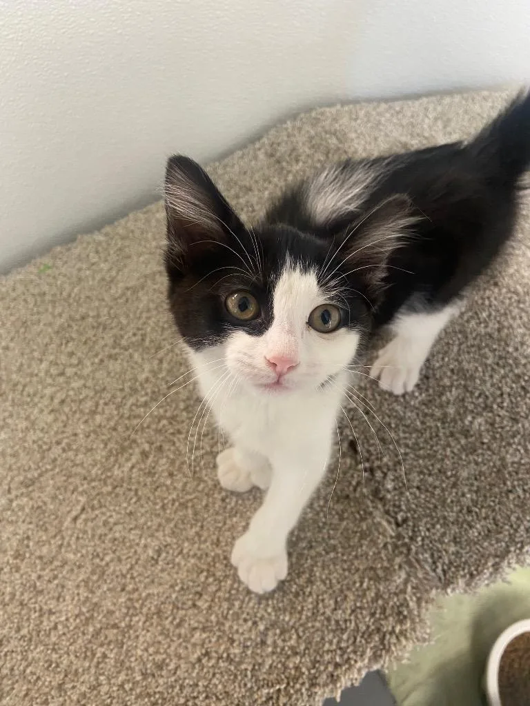 A young medium-sized female Domestic Short Hair cat named Echo Juno for adoption in Batesville, AR