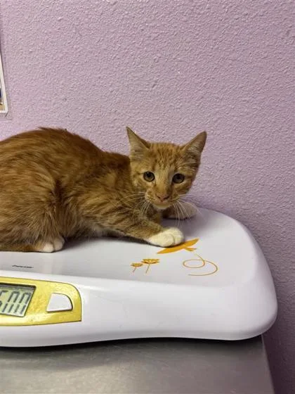 A baby medium-sized male Orange / Red Domestic Medium Hair cat named Biscotti for adoption in El Paso, TX