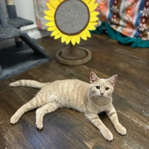 A young small-sized female Buff / Tan / Fawn Domestic Short Hair cat named Flower for adoption in Dayton, OH