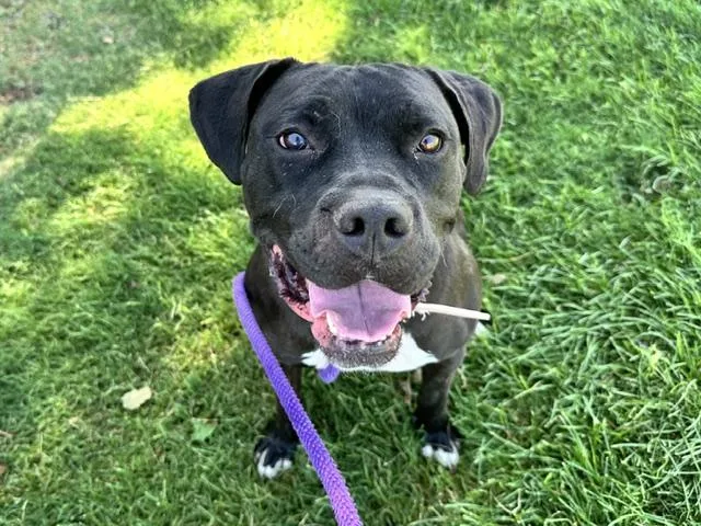 An adult large-sized female Pit Bull Terrier dog named Wellsy for adoption in Albuquerque, NM