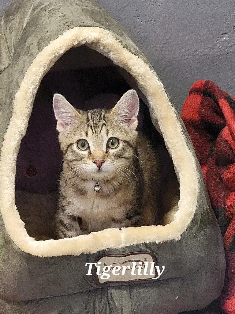 Tigerlilly