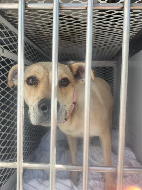 A young medium-sized female Labrador Retriever dog named Rainbow for adoption in Bakersfield, CA