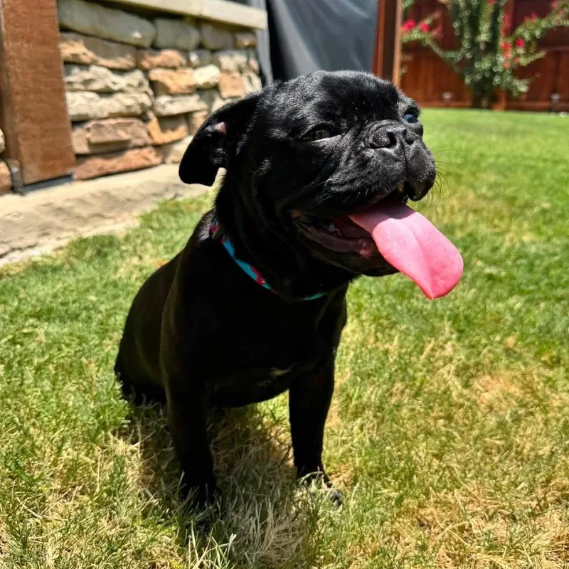 A young small-sized female Black Pug dog named Sylvia for adoption in Allen, TX