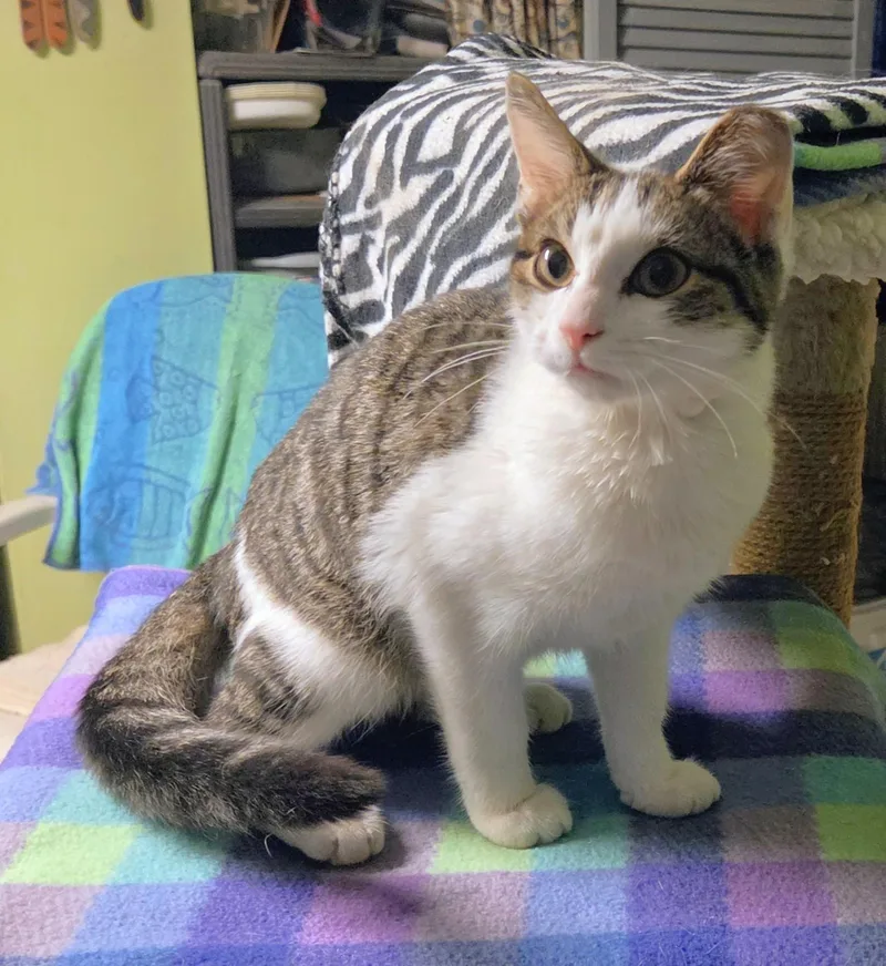 A baby medium-sized female Tabby (Brown / Chocolate) Tabby cat named Willow for adoption in New Albany, OH