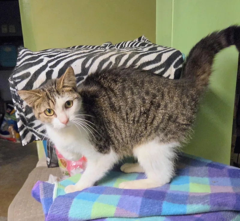 Willow thumbnail 4