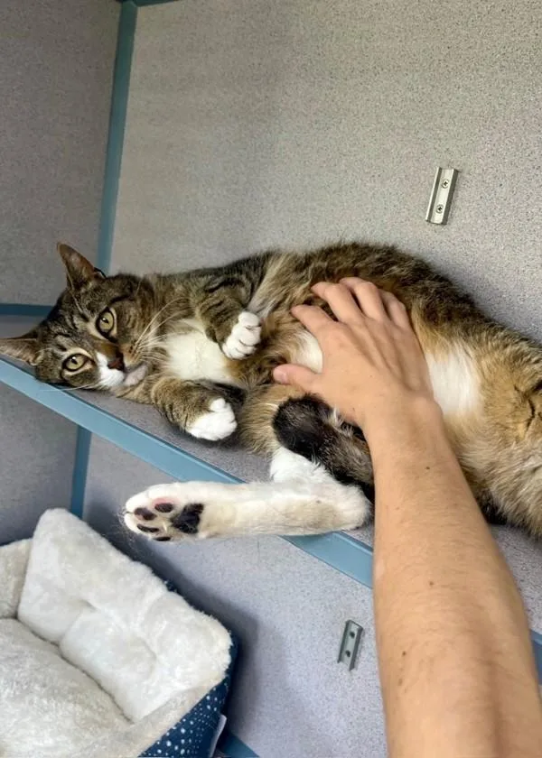 An adult large-sized male Domestic Short Hair cat named Toodles for adoption in Skillman, NJ