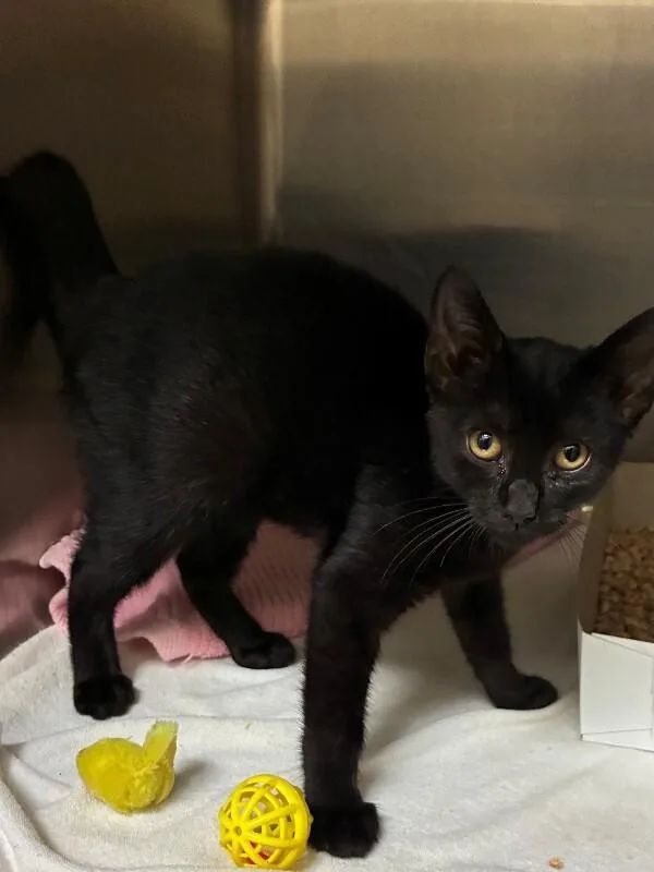 A young medium-sized male Black Domestic Short Hair cat named Stewart for adoption in Disputanta, VA