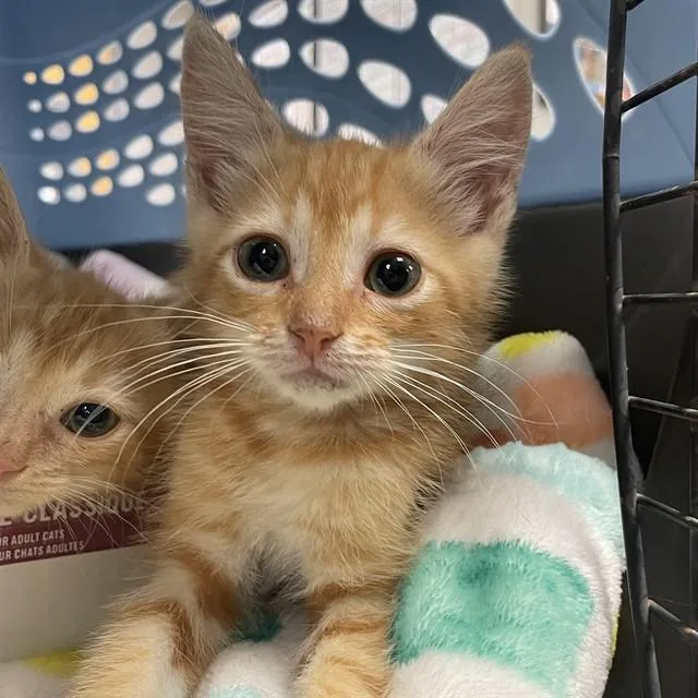A baby small-sized male Domestic Short Hair cat named Mac N Cheese for adoption in Tallahassee, FL