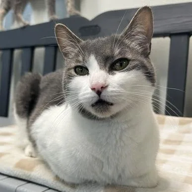 A young medium-sized male Gray / Blue / Silver Domestic Short Hair cat named Jack for adoption in Lake Panasoffkee, FL
