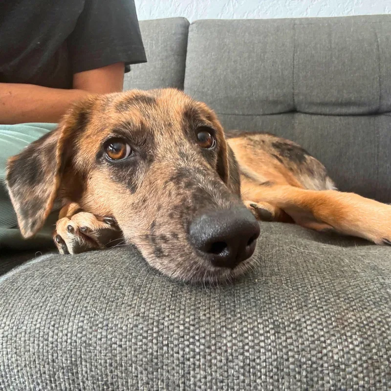 A young medium-sized female Tricolor (Brown, Black, & White) Australian Shepherd dog named Diane for adoption in Brooklyn, NY