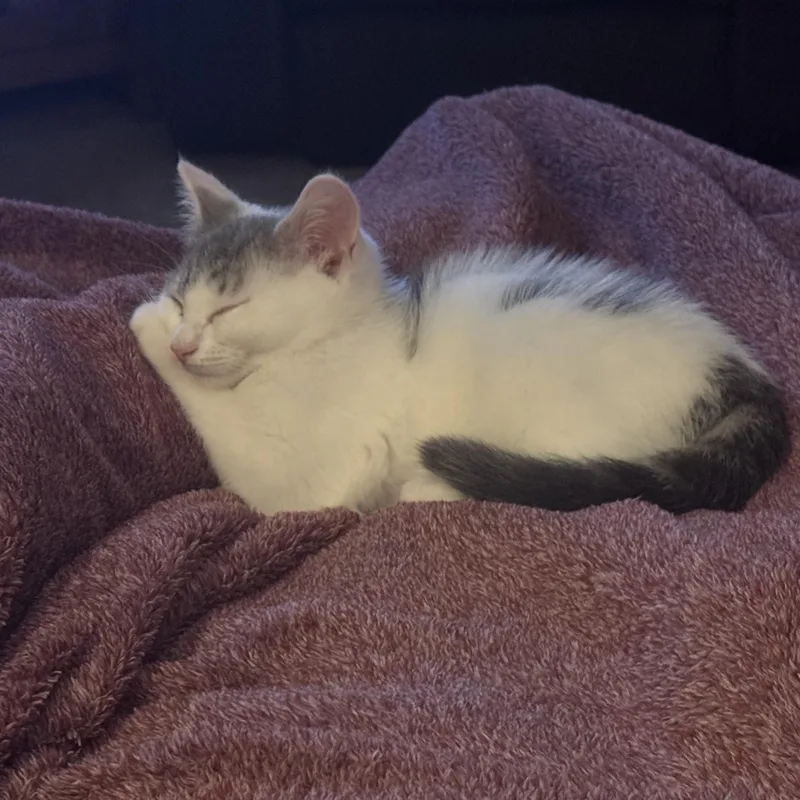 A baby medium-sized female Gray & White Domestic Short Hair cat named Nelly for adoption in Wyandotte, MI