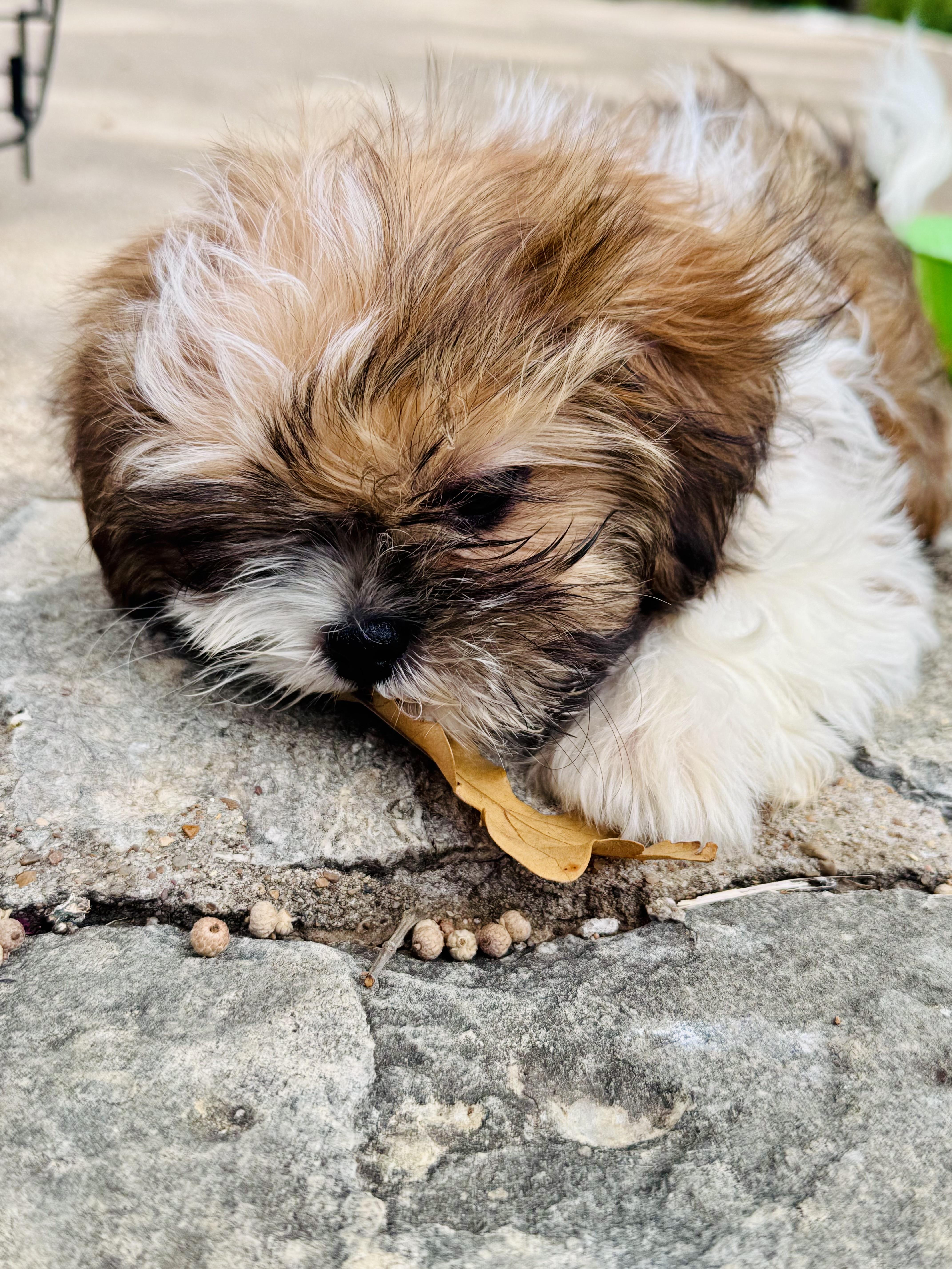 A baby small-sized male Shih Tzu dog named Theodore for adoption in Dallas , TX