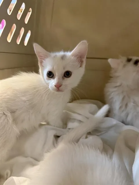 A baby small-sized female Domestic Short Hair cat named Marsali for adoption in Fort Walton Beach, FL