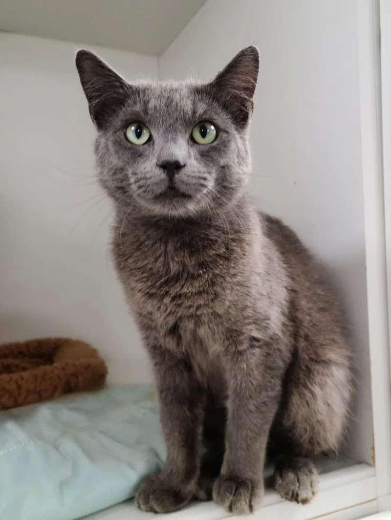 Silver Cc thumbnail 3