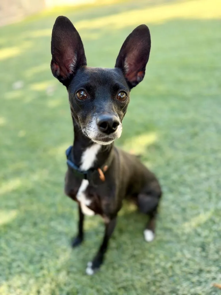 An adult small-sized female Terrier dog named Anime for adoption in Chico, CA