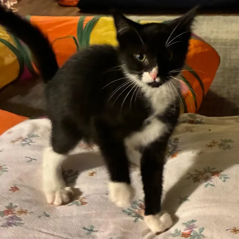 A baby small-sized male Black Domestic Short Hair cat named Blake for adoption in Carmel, IN