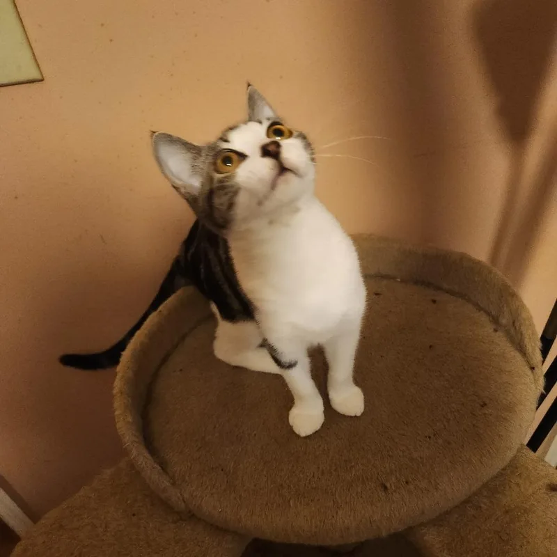 A baby small-sized female White Domestic Short Hair cat named Cleo for adoption in Pine Mountain, GA