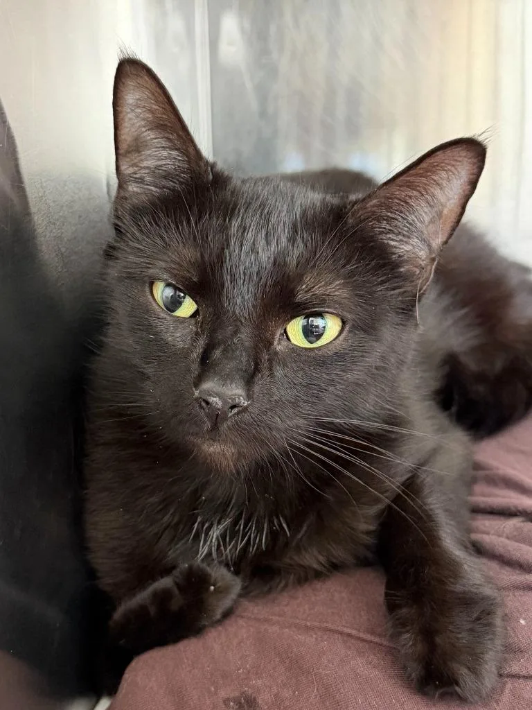 A young medium-sized female Domestic Short Hair cat named Juliet for adoption in Pomona, NY